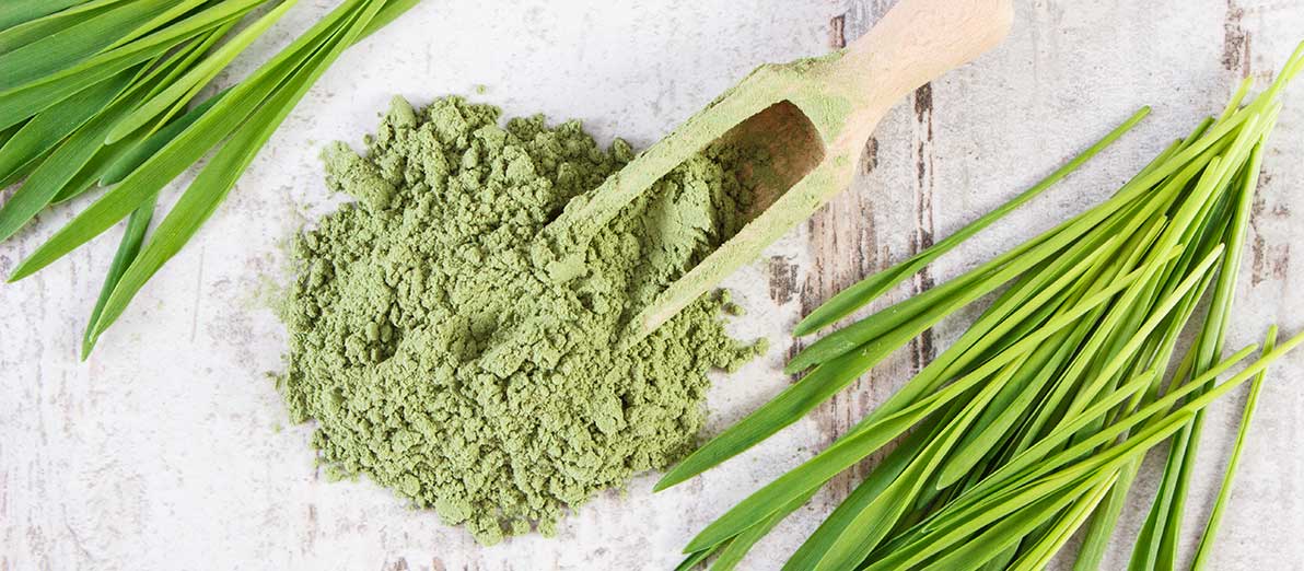 The Power of Barley Grass: Benefits, Uses, and Varieties