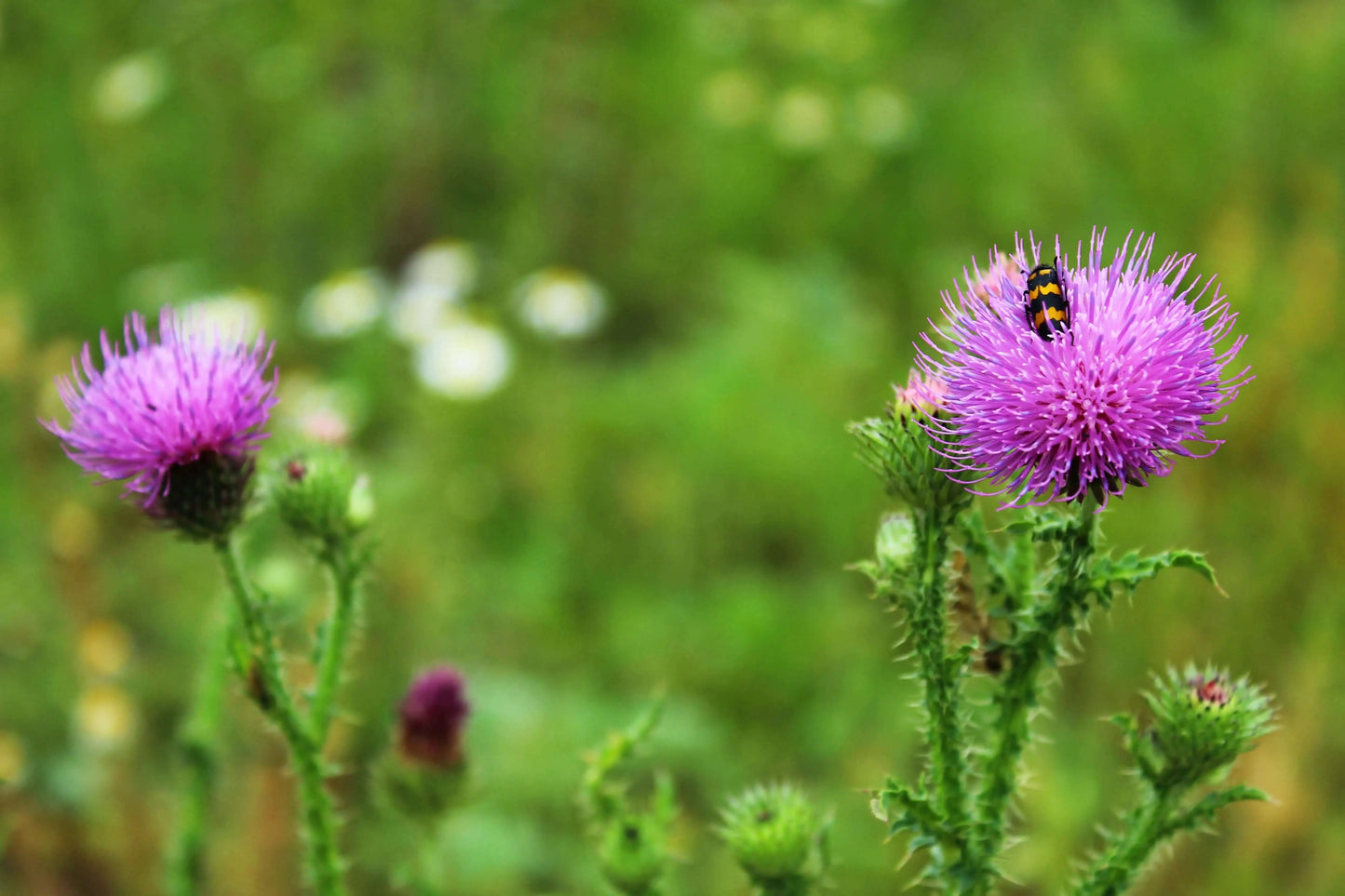 milk thistle for liver health
