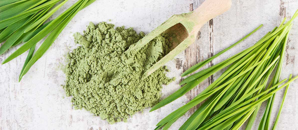 The Power of Barley Grass: Benefits, Uses, and Varieties
