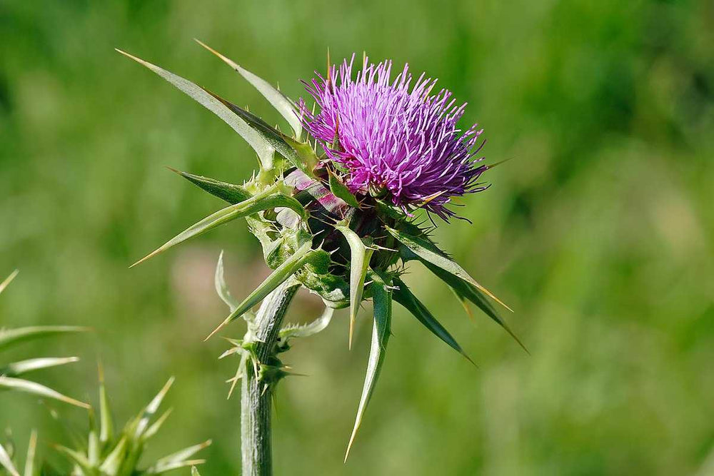 milk thistle